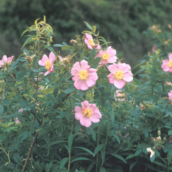 rosa_palustris